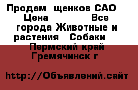 Продам ,щенков САО. › Цена ­ 30 000 - Все города Животные и растения » Собаки   . Пермский край,Гремячинск г.